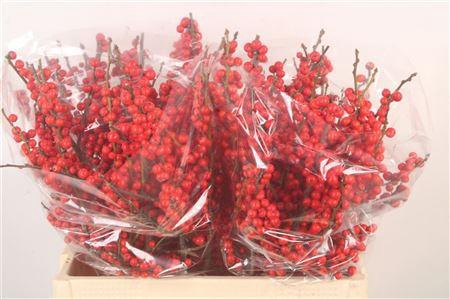 <h4>Ilex Verticilata Red Extra</h4>