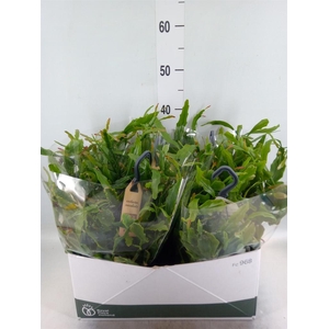 Rhipsalis   ...