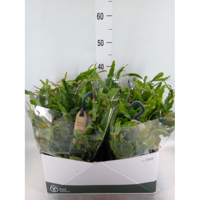 <h4>Rhipsalis   ...</h4>