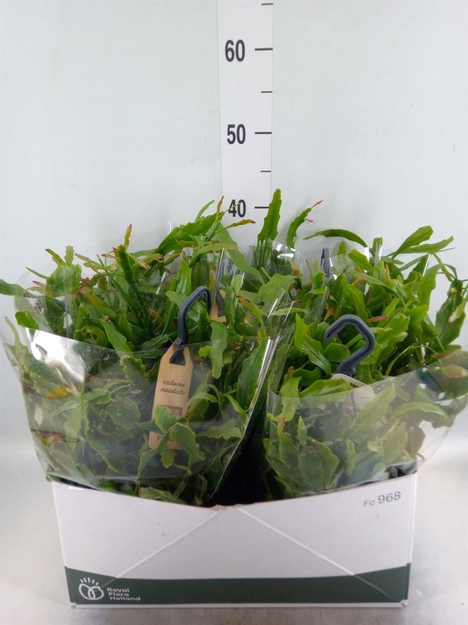 <h4>Rhipsalis   ...</h4>