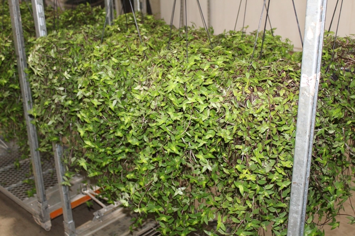 <h4>CALLISIA C21</h4>