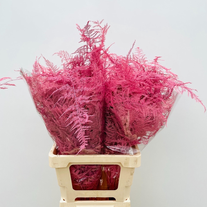 <h4>ASP OV KLB H%</h4>