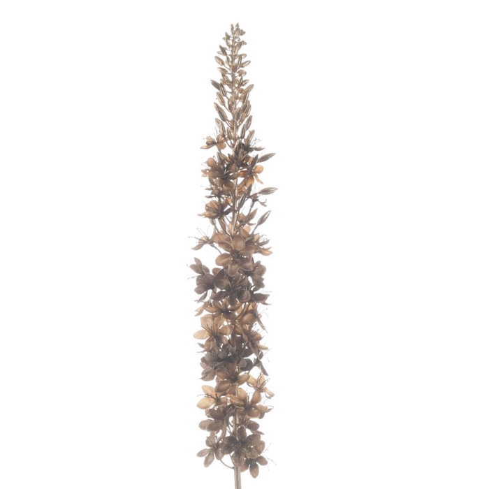 <h4>AF Eremurus L109cm Taupe</h4>