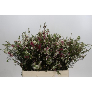 Chamelaucium uncinatum 'Dual Star'