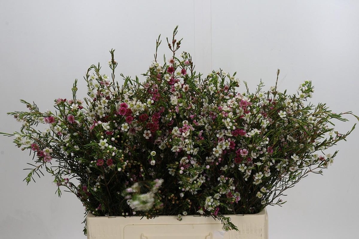 <h4>Chamelaucium uncinatum 'Dual Star'</h4>