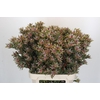 Leucadendron Ayoba Star Pearl