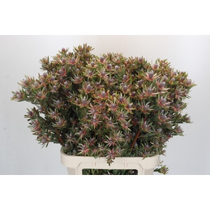 Leucadendron Ayoba Star Pearl
