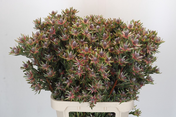 Leucadendron Ayoba Star Pearl