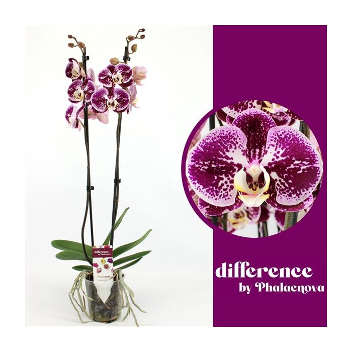 <h4>Compilation 2-tak 70cm (RIJP)</h4>