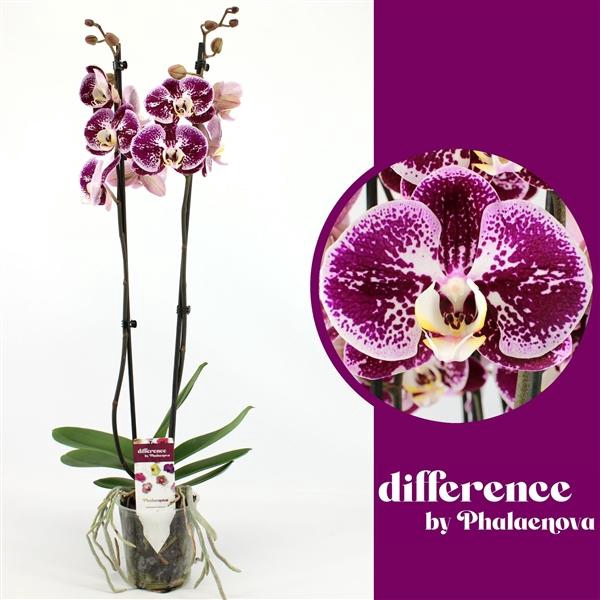 <h4>Phalaenopsis Compilation</h4>