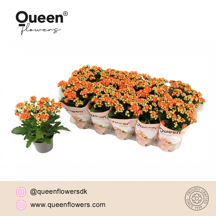 <h4>Kalanchoe Geneva P12 Queen</h4>