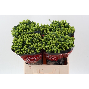 Hyp Lucky Rom 60cm