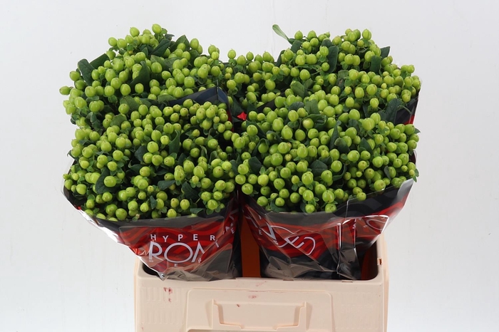 <h4>Hyp Lucky Rom 60cm</h4>