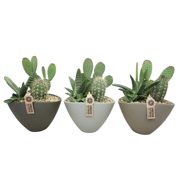 <h4>Ovale schaal 25 cm beplant (3 assorti)</h4>