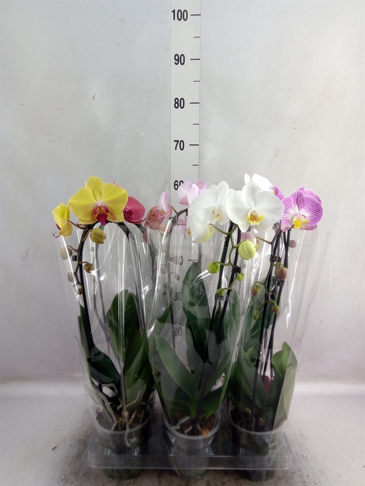 <h4>Phalaenopsis  'Elegant Cascade'</h4>