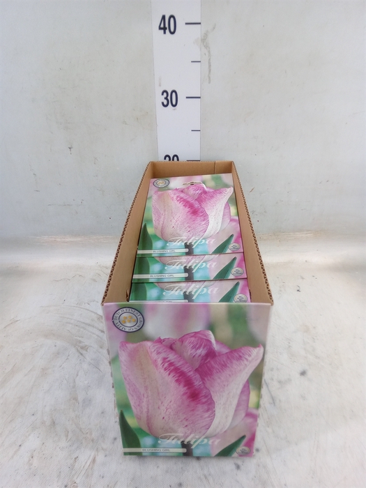 <h4>Tulipa   ...flowerbulbs</h4>