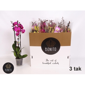 PHAL GEM 5 KL