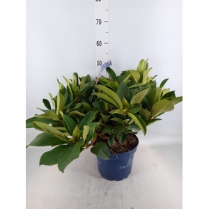 Rhododendron  'Rhodo XXL'