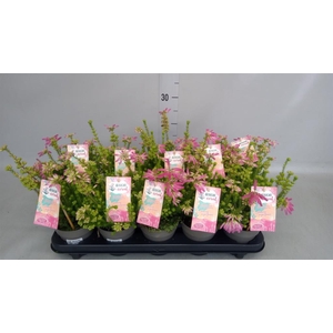 Erica verticillata