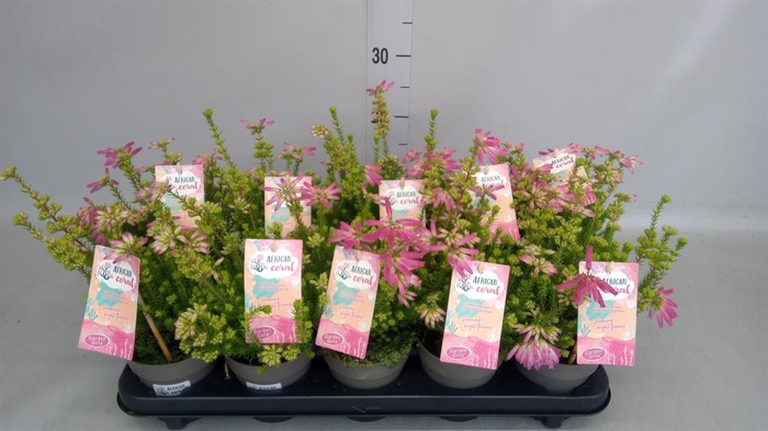 <h4>Erica verticillata</h4>