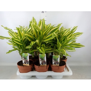 Dracaena frag.   ...