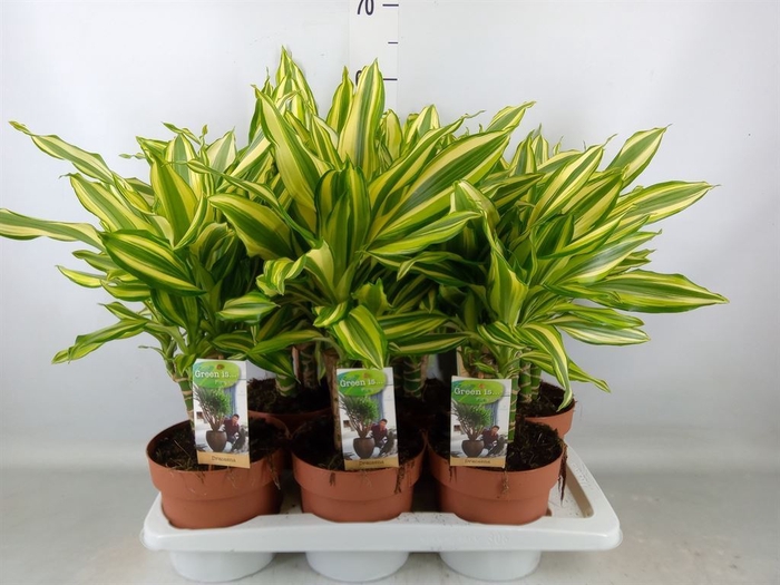 <h4>Dracaena frag.   ...</h4>