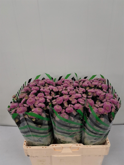 <h4>CHR S ELLISON PINK</h4>