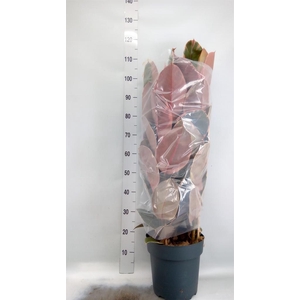 Ficus elastica 'Belize'