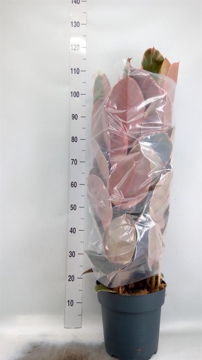 <h4>Ficus elastica 'Belize'</h4>