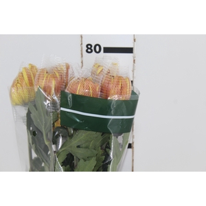 ANASTASIA DARK FUEGO 080 CM