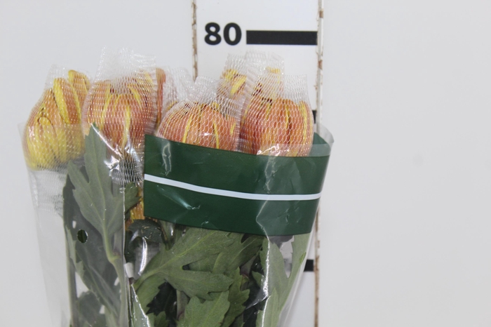 <h4>ANASTASIA DARK FUEGO 080 CM</h4>