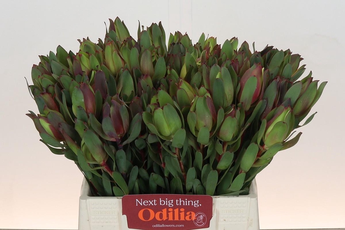 Leucadendron Senorita