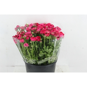 RAN ELEGANCE HOT PINK