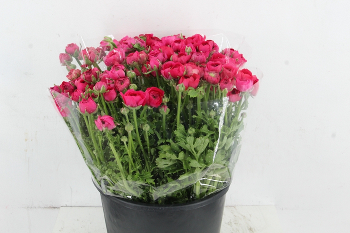 <h4>RAN ELEGANCE HOT PINK</h4>