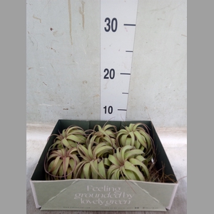 Tillandsia