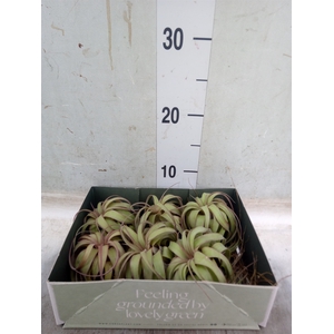 Tillandsia