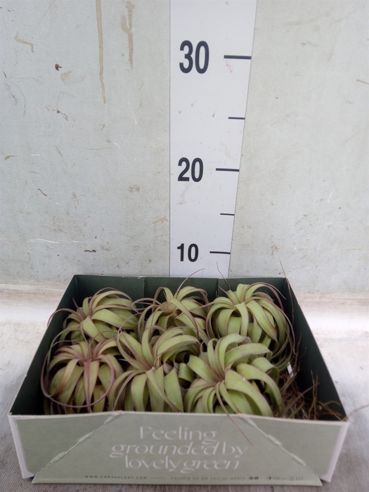 <h4>Tillandsia</h4>