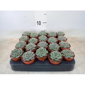 Echeveria   ...