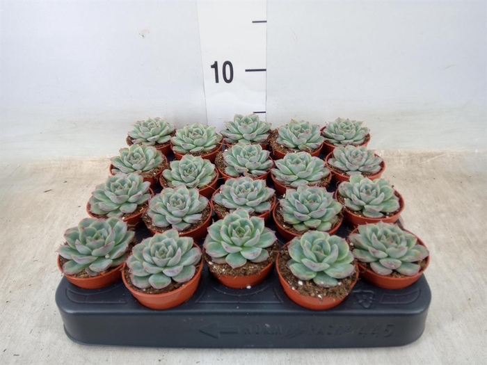 <h4>Echeveria   ...</h4>