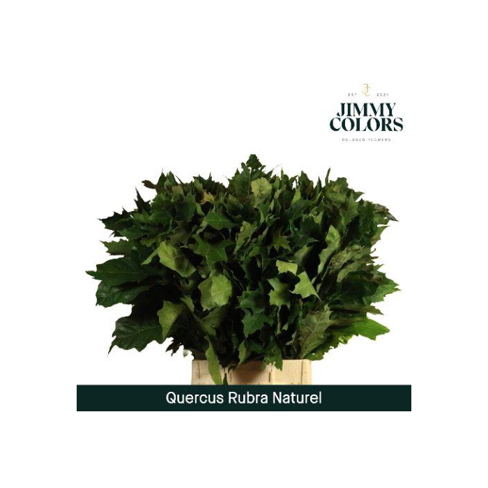 <h4>Quercus Rubra Naturel L80 Naturel</h4>