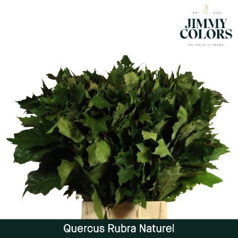 Quercus Rubra Naturel L80 Naturel