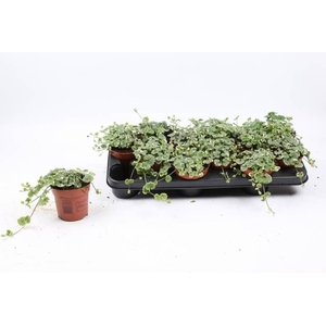 GLEC HE VARIEGATA