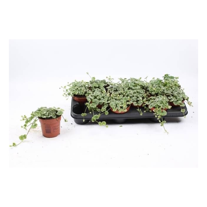 <h4>GLEC HE VARIEGATA</h4>