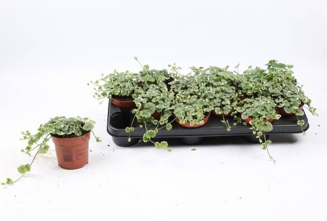 <h4>GLEC HE VARIEGATA</h4>