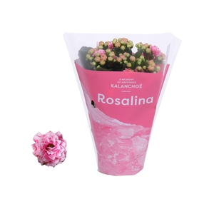Kalanchoe Rosalina Don Alano