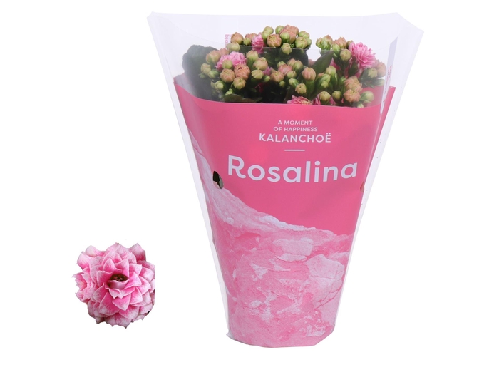 <h4>Kalanchoe Rosalina Don Alano</h4>