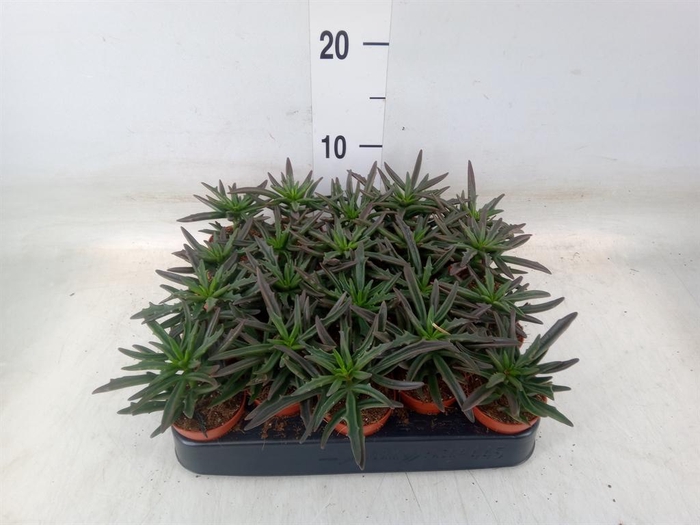 <h4>Succulents ...</h4>