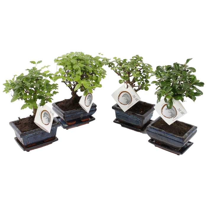 <h4>Bonsai   ...mix</h4>