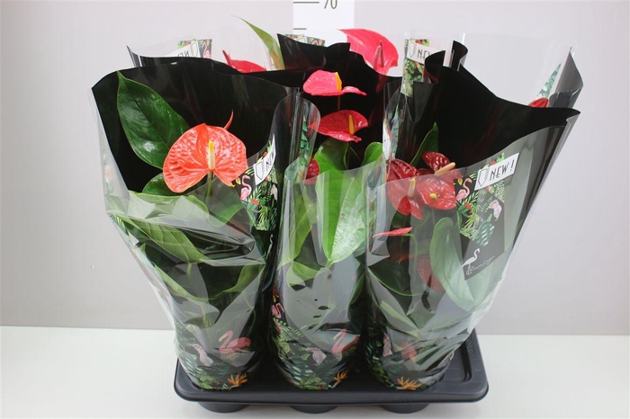 <h4>Anth An Gemengd</h4>