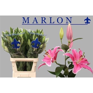 Li Or Marlon